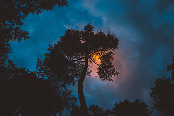 Sunset, Sky, Night, Dark, Wood, Tree HD wallpaper