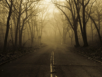Mysterious road, mist, Road, trees, mysterious HD wallpaper