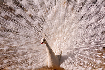 Animals, Bird, Peacock, Tail, Male HD wallpaper