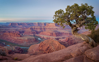 Twisty Tree - Dead Horse Point, Utah, sky, mountains, rocks, usa, clouds HD wallpaper