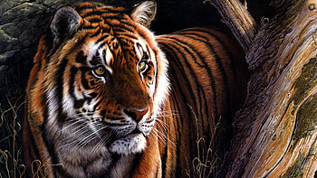 Tiger, art, animal, painting, pictura, tigru HD wallpaper