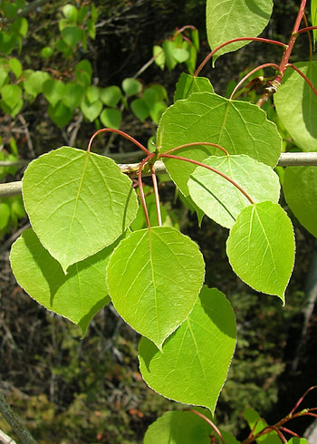 Leaves, Aspen Tree HD phone wallpaper