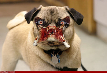 Predator Dog, dog, animal, predator HD wallpaper