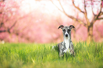 Whippet , Ryan Anderson's collection, Sleek and graceful, Elegance in motion HD wallpaper