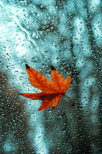 Drops, Macro, Wet, Glass, Leaflet HD phone wallpaper