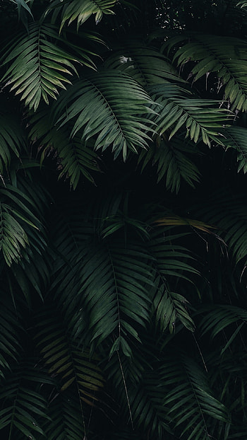Summer leaf, Tree's shade, Nature's retreat, Relaxing oasis HD phone wallpaper