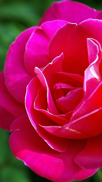 Beautiful Rose, Rose, Garden HD phone wallpaper