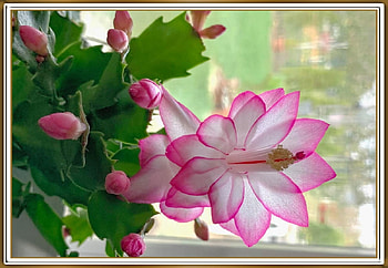 PRETTY SUCCULENT FLOWERS, PRETTY, NATURE, FLOWERS HD wallpaper