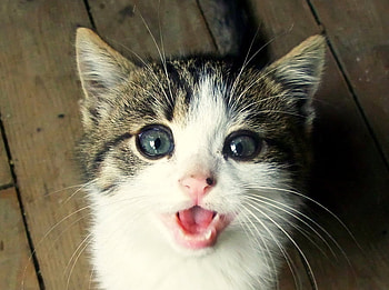 Kitten, cats, face, animals, kittens HD wallpaper