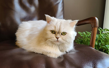 Cat, animal, white, look HD wallpaper