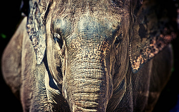 Elephantastic, impressive, animals, elephant, close up HD wallpaper