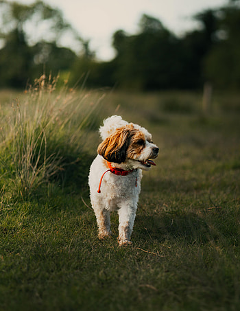 Funny, Animals, Grass, Dog, Protruding Tongue, Tongue Stuck Out, Puppy HD phone wallpaper