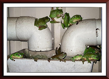 FRAMED FROGS, NATURE, FROGS, FRAMED HD wallpaper