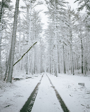 Winter, Nature, Trees, Snow, Road, Forest HD phone wallpaper