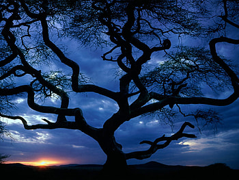 Tree, , Trees HD wallpaper