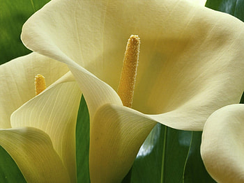 Flowers close up, closeup, flowers HD wallpaper