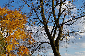 Autumn, trees, sky, leaves HD wallpaper