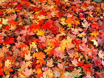 Autumn Colors, graphy, fall, colors, multicolor, leaves, pretty, fields, autumn, nature HD wallpaper