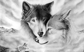 Animals, Wolfs HD wallpaper