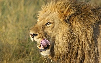 South African Lion, lion, animals, forest, king HD wallpaper