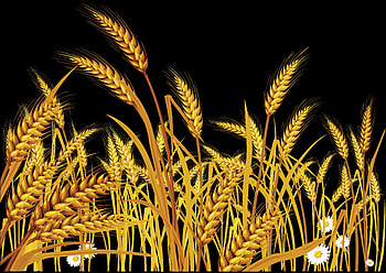 Wheat against the dark sky - art, nature, dark, natural, graphy, , grain, food, background, pretty, wheat, ear grass grain, fields HD wallpaper