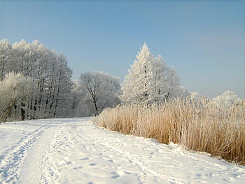 snow, winter, white, landscape, cold, trees, nature HD wallpaper