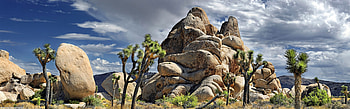 Joshua Tree National Park, Captivating , Stunning backgrounds, Natural beauty HD wallpaper