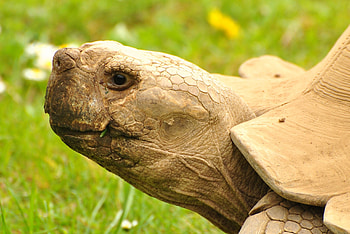 Majestic giants, Captivating , Up-close and personal, graphic wonders HD wallpaper