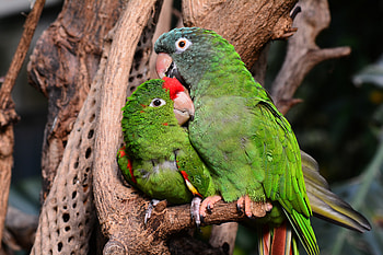 Animals, Parrots, Couple, Pair, Nice, Care, Tenderness, Nicely, Amazon HD wallpaper