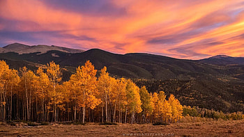 Brilliant sunset over the aspens in Southern Colorado, leaves, fall, clouds, landscape, trees, colors, sky, usa HD wallpaper