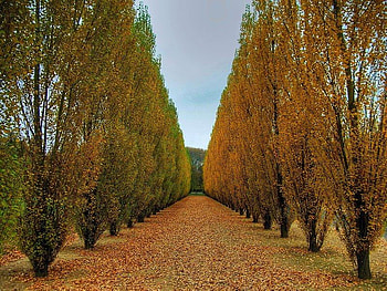 Straight View, blue, fall, orange, leaves, field, trees, row, autumn, sky HD wallpaper