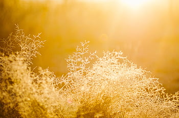 Sunlit dry grasses create a golden glow in the early summer morning. HD wallpaper