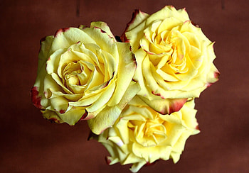 Flowers, Roses, Three, Sharpness HD wallpaper
