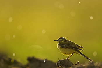 Solitary Bird, bird, yellow, , lonely, lovely HD wallpaper