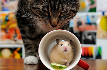 Cat and hamster, Hamsters HD wallpaper