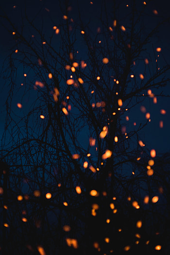Lights, Dark, Sparks, Branches HD phone wallpaper