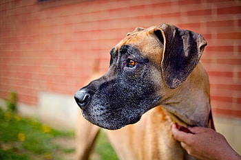 Great Dane, Unique names, Perfect for your Dane, Daily Paws HD wallpaper