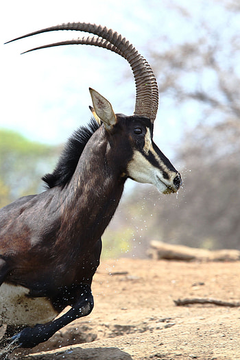 Africa uncut, Wildlife wonders, African savannah, Nature's bounty HD phone wallpaper