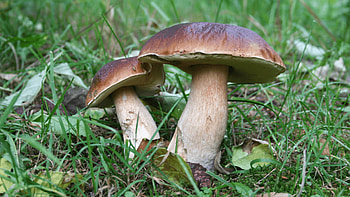 Eatin Parma, Porcini mushroom archives, Culinary inspiration, Mushroom magic HD wallpaper