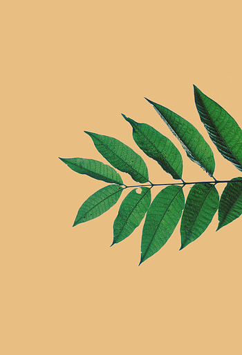 Leaves, Macro, Branch, Veins, Beige HD phone wallpaper