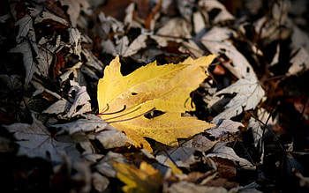 Nature, Autumn, Bright, Sheet, Leaf, Maple HD wallpaper