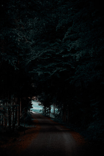 Nature, Trees, Dark, Forest, Shadow, Path HD phone wallpaper