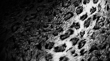 Leopard, Texture, Textures, Bw, Chb, Fur, Skin HD wallpaper