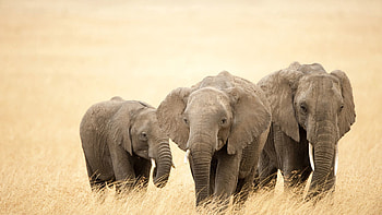 Animals, Grass, Elephants, Stroll, Family HD wallpaper
