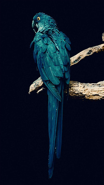 Parrot , Parrot backgrounds HD phone wallpaper