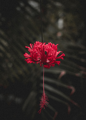 Flowers, Flower, Petals, Stem, Stalk HD phone wallpaper