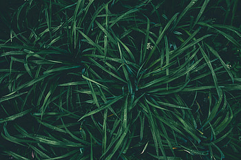 Nature, Grass, Drops, Moisture, Dew HD wallpaper