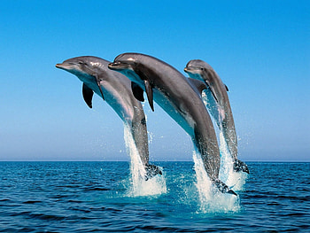 Animals, Dolfins HD wallpaper