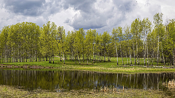 Birch trees, birch beauty, Ultra , Birch tree background HD wallpaper