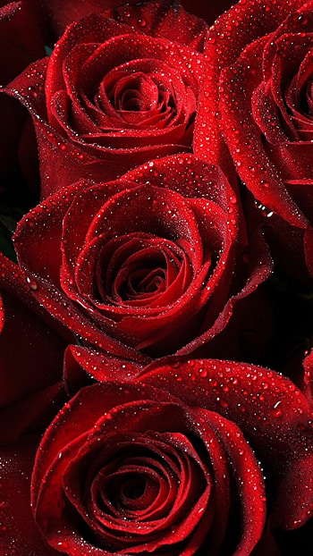 Beautiful rose, Nature's beauty, Stunning floral, Blooming petals HD phone wallpaper